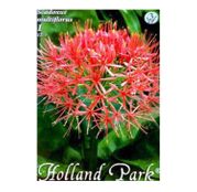 Bulbi de flori Scadoxus Multiflorus 1buc