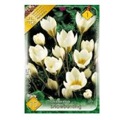 Bulbi de flori Brandusa Crocus Chrysanthus Snowbunting 10buc