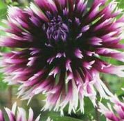 Bulbi de flori Dalia Cactus Clair Obscure 1buc