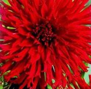 Bulbi de flori Dalia Cactus Apache 1buc