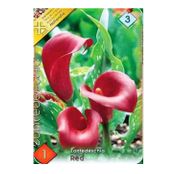 Bulbi de flori Cala Red 1buc