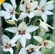 Bulbi de flori Gladiole Callianthus Muriliae 10buc