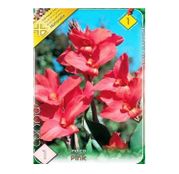 Bulbi de flori Canna Indica Pink 1buc