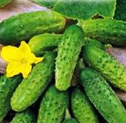 Seminte castraveti Cornichon 2g