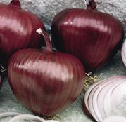 Seminte ceapa Morada de Amposta 500 g