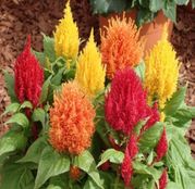 Seminte flori Creasta Cocosului (Celosia argentea plumosa) amestec de culori 0.5g