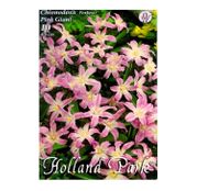 Bulbi de flori Chionodoxa Pink Giant 10buc