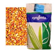 Seminte porumb Chorintos Syngenta 50MB