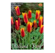 Bulbi de flori Lalele Chrysantha 10 buc