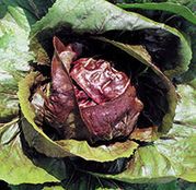 Seminte radicchio rosso - cicoare Indigo 5000 seminte
