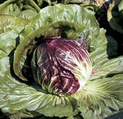 Seminte radicchio rosso - cicoare Leonardo 5000 seminte