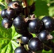 Arbusti fructiferi Coacaz Negru Perla Neagra
