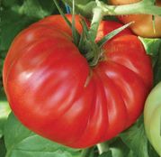 Seminte tomate Country Taste F1 250sem.