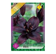 Bulbi de flori Crin Asiatic Hybrid Black 1buc