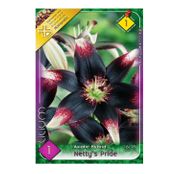 Bulbi de flori Crin Asiatic Hybrid Netty's Pride 1buc