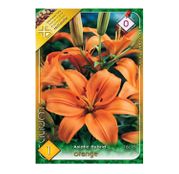 Bulbi de flori Crin Asiatic Hybrid Orange 1buc