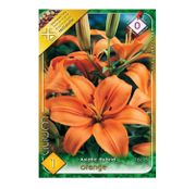 Bulbi de flori Crin Asiatic Hybrid Orange 1buc