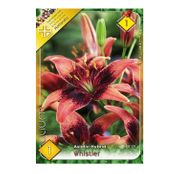 Bulbi de flori Crin Asiatic Hybrid Whistler 1buc