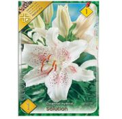 Bulbi de flori Crin oriental hibrid Solution 1buc