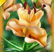 Bulbi de flori Crin Double L/A Hybrid Apricot fudge 1buc