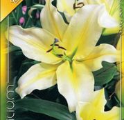Bulbi de flori Crin Oriental hybrid White-yellow 1buc
