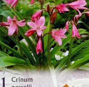 Bulbi de flori Crinum Powelii 1buc