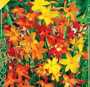 Bulbi de flori Crocosmia small flowering 10buc