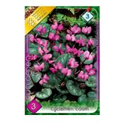 Bulbi de flori Cyclamen coum 3buc