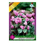 Bulbi de flori Cyclamen hederifolium 3buc