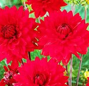 Bulbi de flori Dalia Decorative Red 1buc