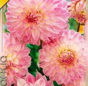 Bulbi de flori Dalia Decorative Gerrie Hoek 1buc