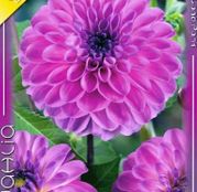Bulbi de flori Dalia Decorative Stolze von Europe 1buc