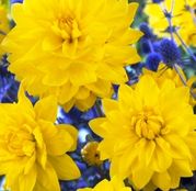 Bulbi de flori Dalia Decorative Yellow 1buc