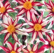 Bulbi de flori Dalia Windmill 1buc