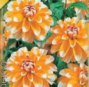 Bulbi de flori Dalia Decorative Bahama Apricot 1buc