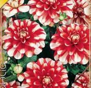 Bulbi de flori Dalia Decorative Jamaica 1buc
