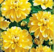 Bulbi de flori Dalia Decorative Osaka/Yellow 1buc