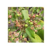 Pachet stropire cires 10L - musca cireselor, monilioza, ingrasamant bio (Karate Zeon, Score, Cropmax)