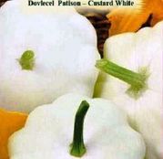 Seminte Dovlecel Patison (Cucurbita pepo var.radiata) 1.5g