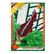 Bulbi de flori Dracunculus Vulgaris 1buc.