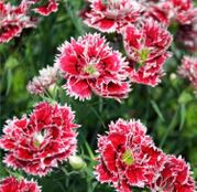 Seminte flori Garoafe chinezesti (Dianthus chinensis) mix 0.3g