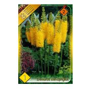 Bulbi de flori Eremurus Stenophyllus 1buc