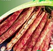 Seminte fasole Etna 50g
