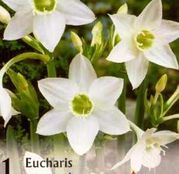 Bulbi de flori Eucharis Amazonica 1buc