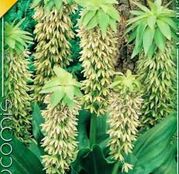 Bulbi de flori Eucomis Bicolor 1buc