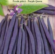 Seminte Fasole pitica mov Purple Queen 10g