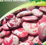 Seminte fasole Zalán 50g
