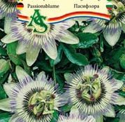 Seminte Floarea Pasiunii (Passiflora caerulea) albastra 0.35g