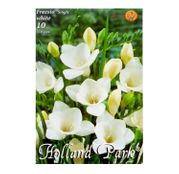 Bulbi de flori Frezii Single White 10buc