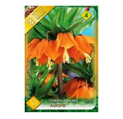 Bulbi de flori Fritillaria imperialis Aurora 1buc